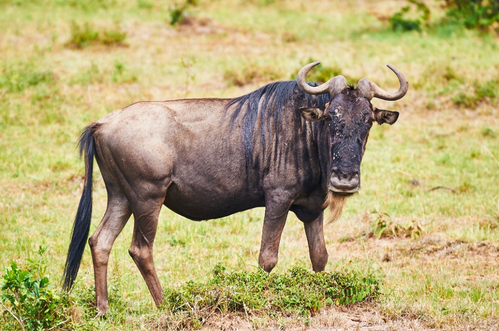 Blue wildebeest